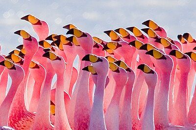 Flamingos Partying