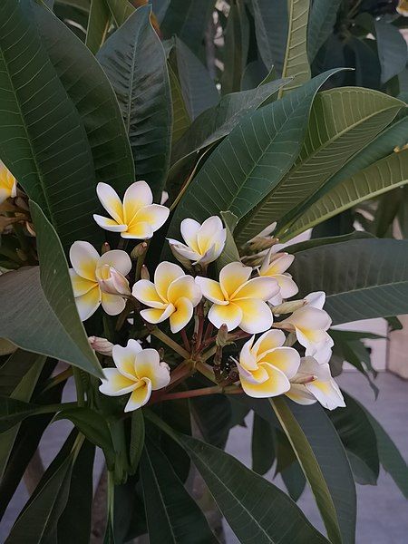 File:Frangipani Bugibba Malta.jpg