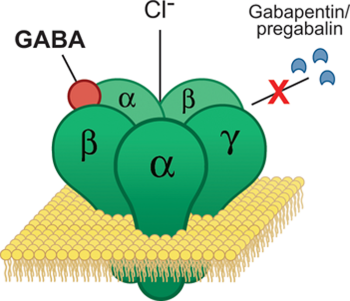 File:Gabapentinoids.png