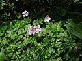 Geranium dalmaticum