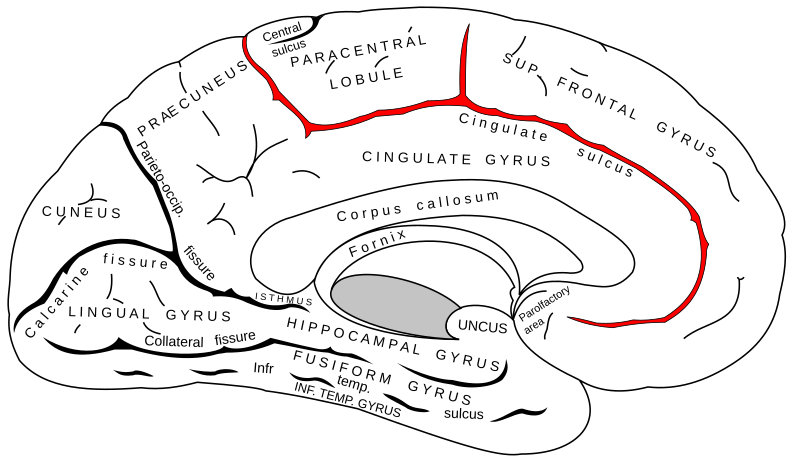 File:Gray727 cingulate sulcus.svg