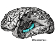 Lateral view of the hippocampus (blue) deep to the cerebral cortex.