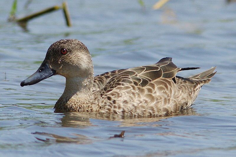 File:Grey Teal.jpg