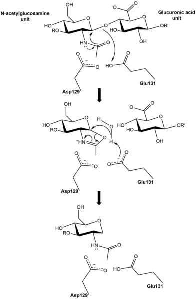 File:HYAL1 Mechanism.png