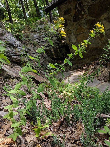 File:Hypericum punctatum plant.jpg