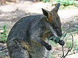 Swamp wallaby feeding