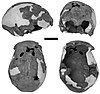 Iwo Eleru skull. Four views