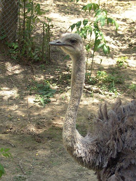 File:Jackson Zoo Ostrich.JPG