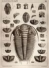 Illustration of trilobite fossils by Joachim Barrande.