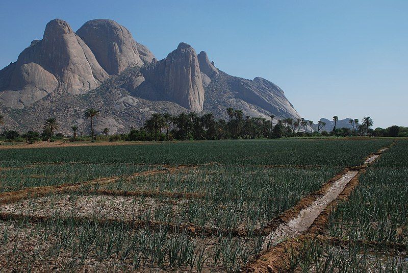 File:Kassala onion Totil.jpg