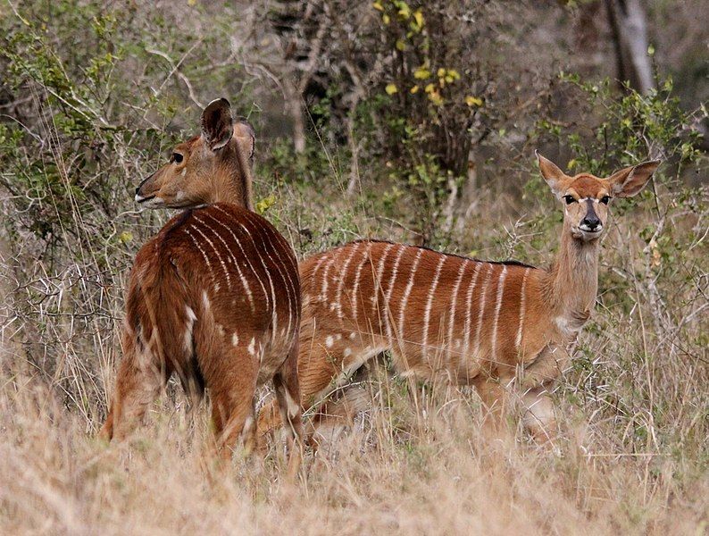 File:KwaZulu Nyala.jpg