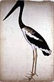 Black-necked stork