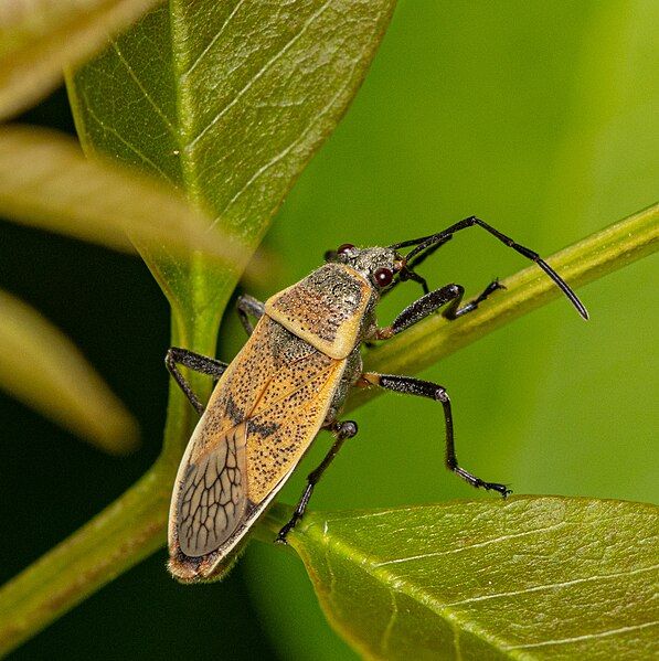 File:Largus maculatus adult.jpg