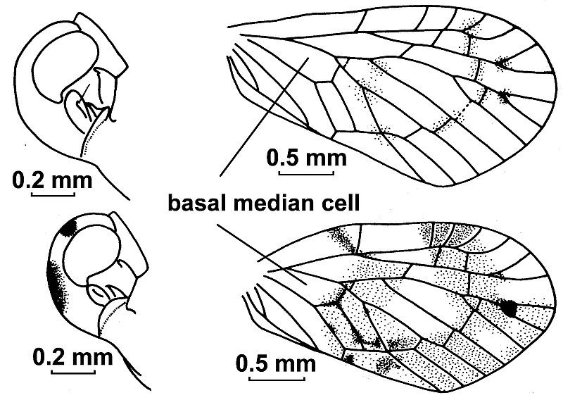 File:Levu vitiensis.jpg