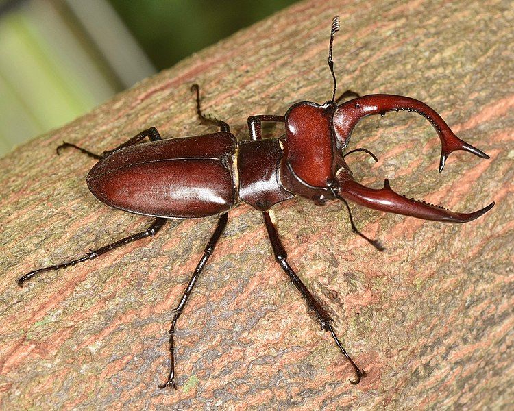 File:Lucanus elaphus 142395158.jpg