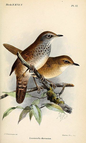 File:LusciniolaThoracicaKeulemans.jpg