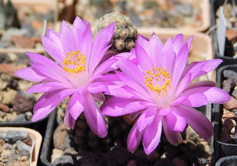 File:Mammillaria theresae (28361076798).jpg