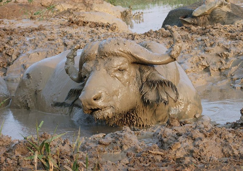 File:Mud buffalo.jpg