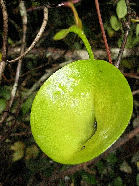 File:Nepenthes inermis 1.JPG