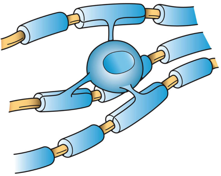 File:Oligodendrocyte illustration.png