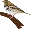 Olive-backed Pipit