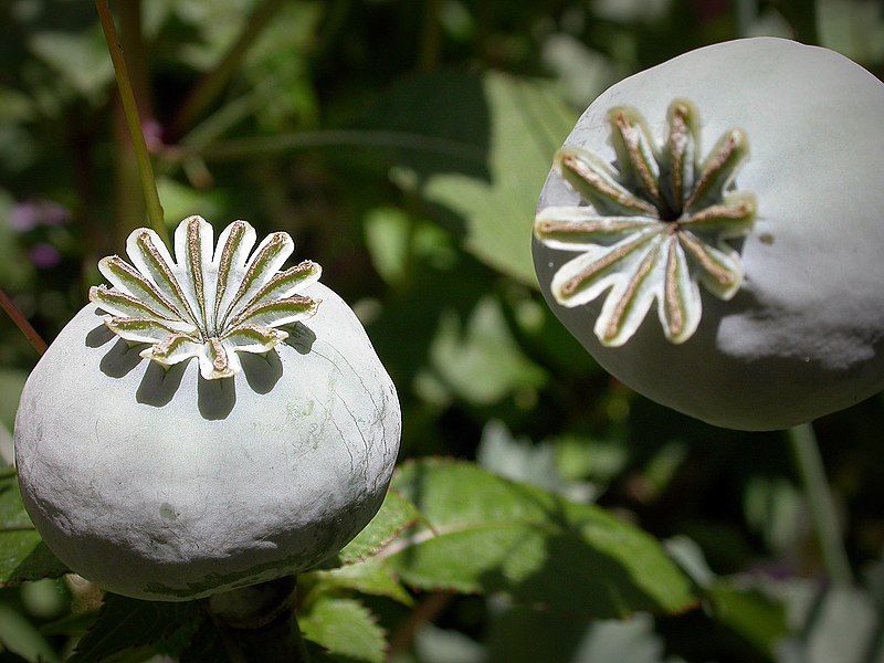 File:Opium poppy mohnkapsel.jpg