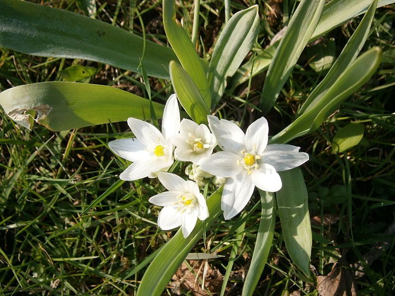 File:Ornithogalum balansae 004.JPG