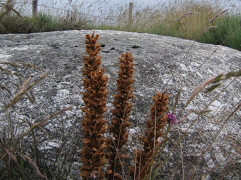 File:Orobanche.JPG