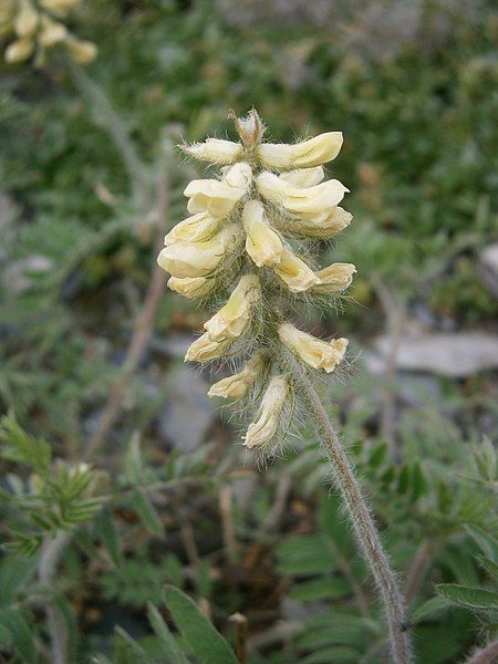 File:Oxytropis pilosa 02.JPG