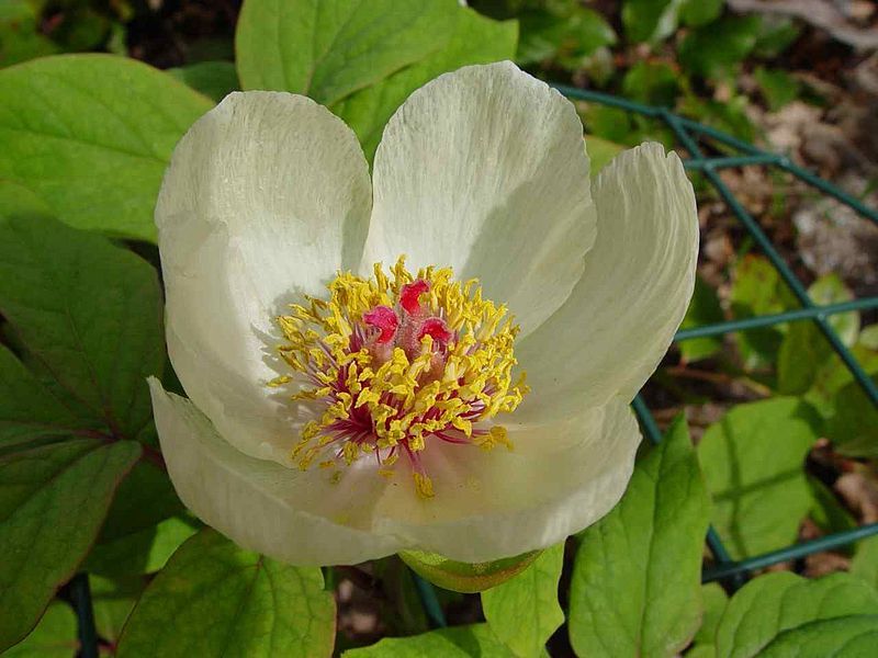 File:Paeonia tomentosa (flower).jpg