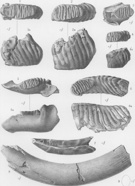 File:Palaeoloxodon cypriotes 2.png