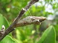 Brown chrysalis attached to a lemon tree