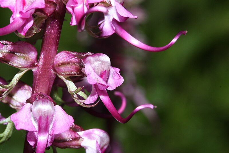 File:Pedicularis groenlandica 9888.JPG