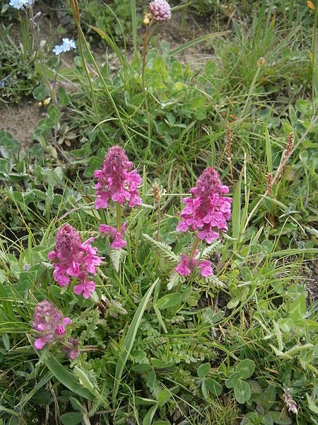 File:Pedicularis verticillata 001.JPG