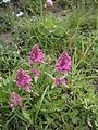 Pedicularis verticillata