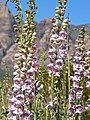 Penstemon palmeri