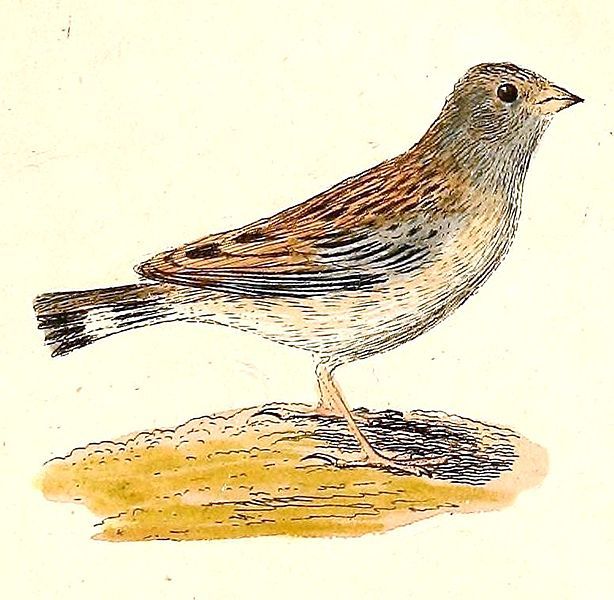 File:Phrygilus alaudinus 1832.jpg