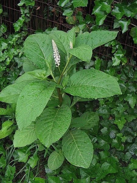 File:Phytolacca acinosa001.jpg