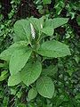 Phytolacca acinosa