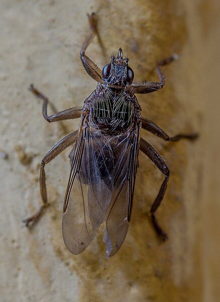 File:Pigeon louse fly.jpg