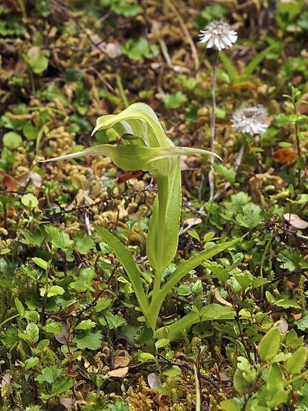 File:Pterostylis Bluff LC0254.jpg