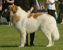 Pyrenean Mountain Dog