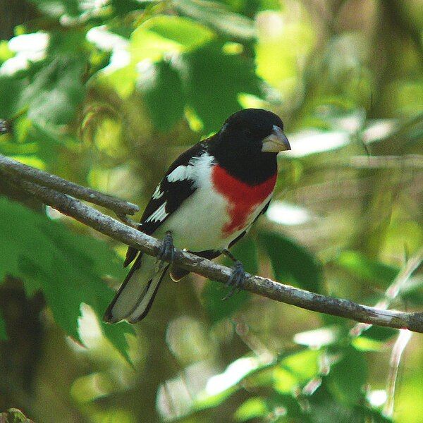 File:Rose-breasted Grosbeak-2752.jpg