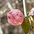 Salazaria mexicana