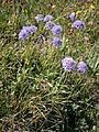 Scabiosa lucida