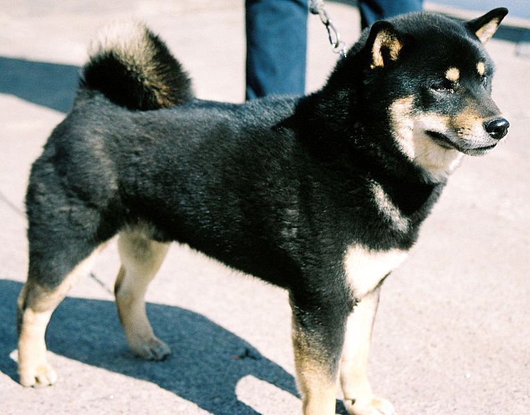 File:Shiba czarna.jpg