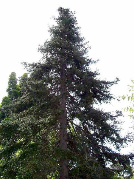 File:SpanishFir.JPG