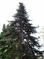 Tree in Tasmanian botanical gardens