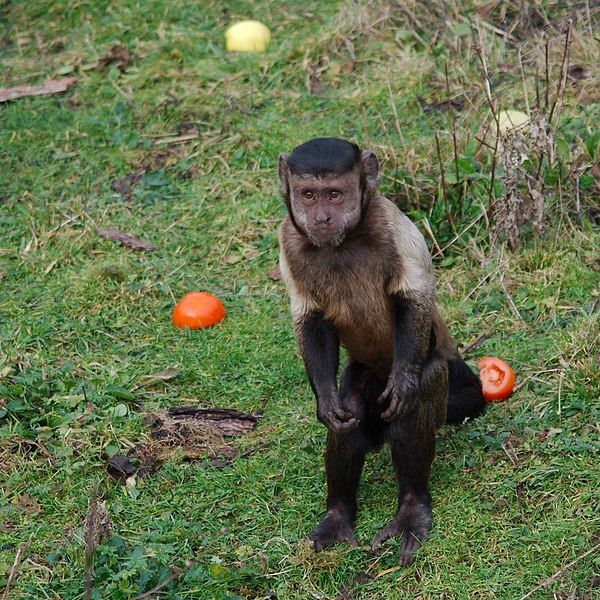 File:Standing capuchin monkey.jpg