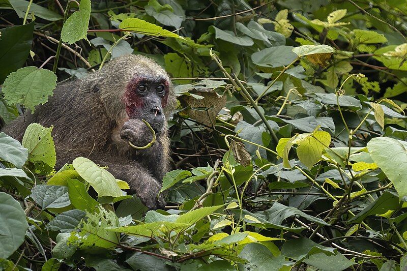 File:Stump-tailed macaque eating.jpg